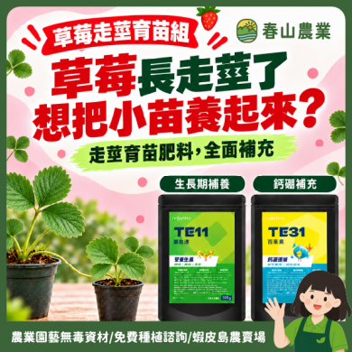〘草莓走莖育苗組〙TE11葉效速 TE31百果素 草莓肥料 葉面肥 育苗肥 草莓育苗 長葉 走莖 走蔓