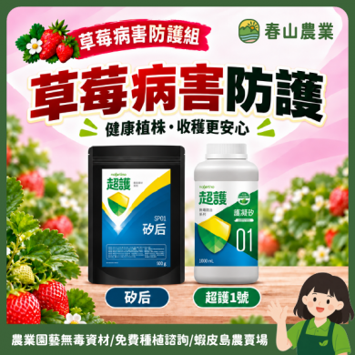 〘 草莓病害防護 〙矽后 超護1號 白粉 灰黴 炭疽 病害管理 植物保護資材