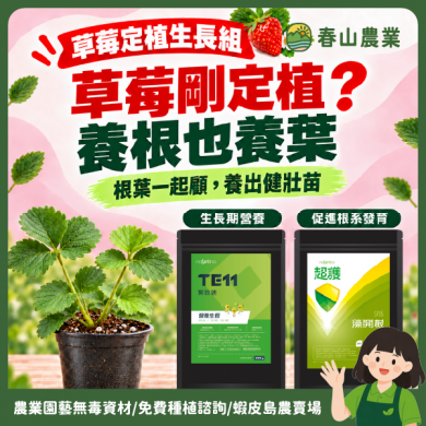 〘草莓定植生長組〙 TE11 藻開根 草莓肥料 葉面肥 草莓開根 草莓苗開根 養苗 換盆