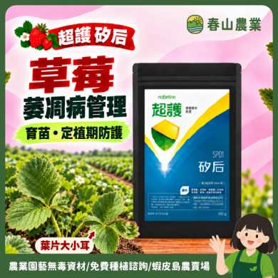 〘 草莓萎凋病管理 〙 超護矽后大小耳 育苗定植 土壤澆灌 植物保護資材
